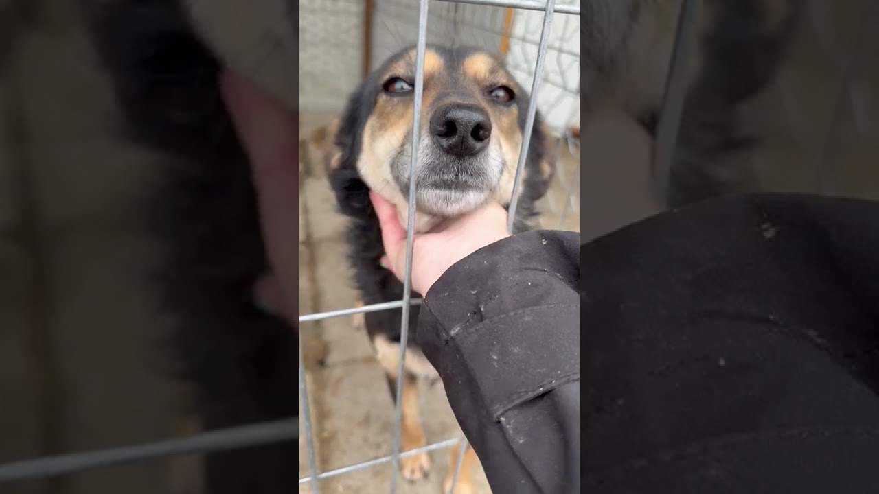 Youtube Vorschau - Video ID -5pFaZDsrvA