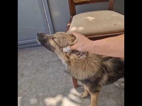 Youtube Vorschau - Video ID -NGuShP9oVw