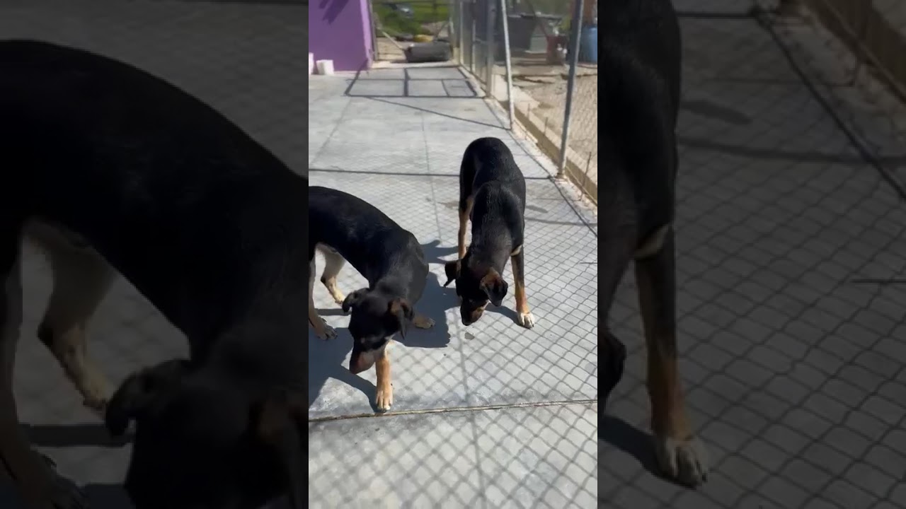 Youtube Vorschau - Video ID -YfM6WKvzWM