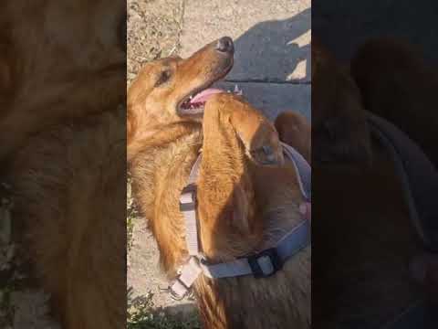 Youtube Vorschau - Video ID -c4c8DIiIa8