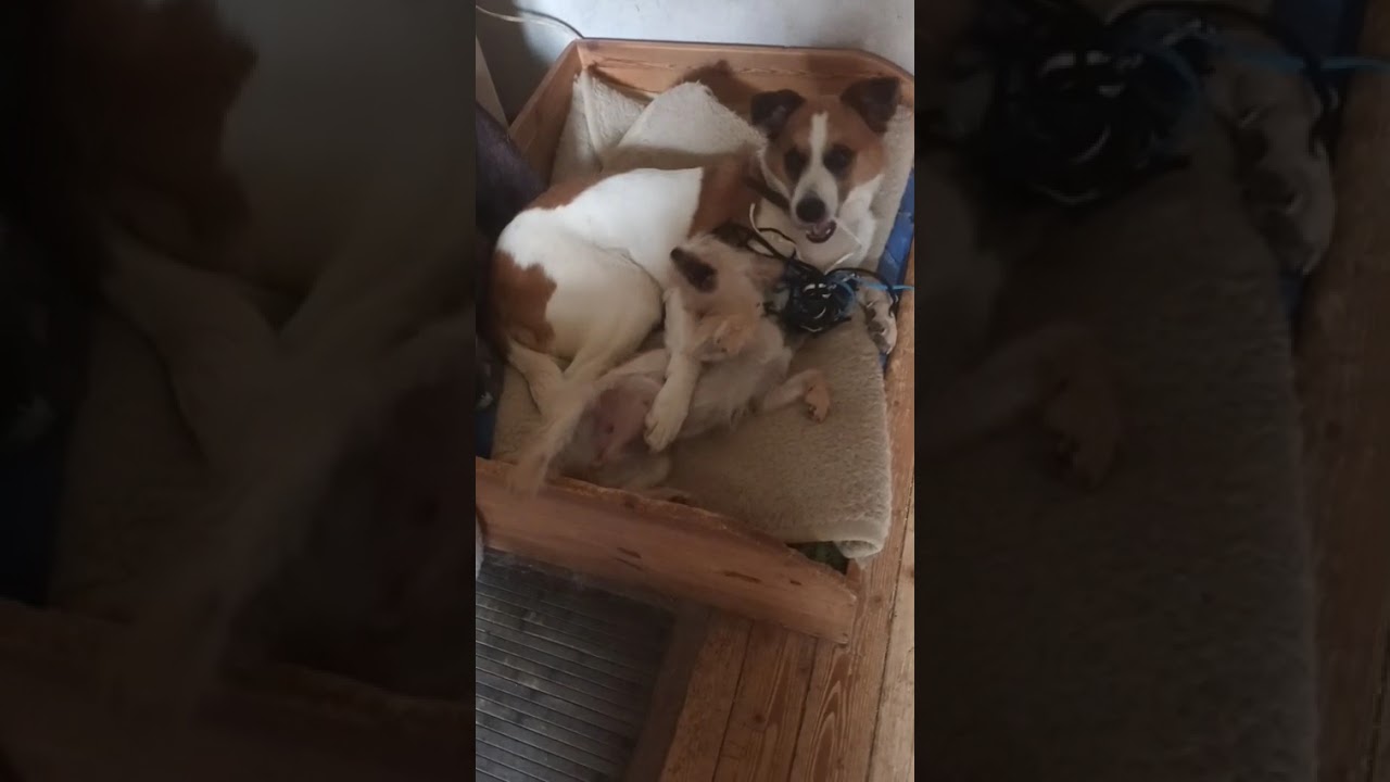 Youtube Vorschau - Video ID -pkQhTg40Pc