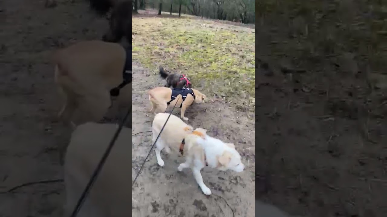 Youtube Vorschau - Video ID -uwVP0DWHk0