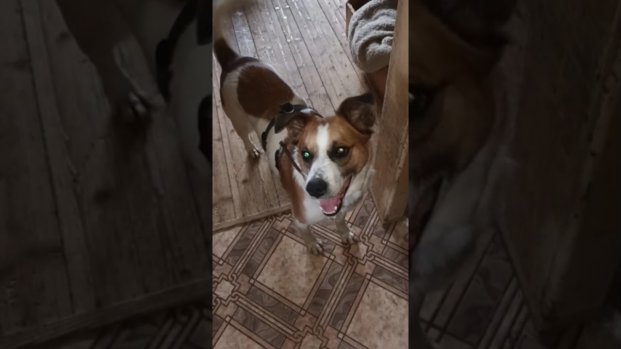 Youtube Vorschau - Video ID 0KUqbjk-iec