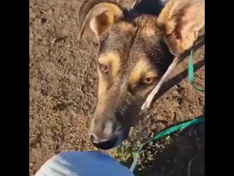 Youtube Vorschau - Video ID 0M_k05GEBvM