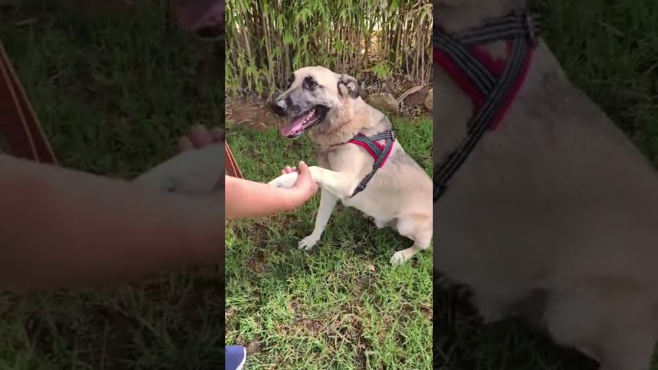 Youtube Vorschau - Video ID 0qQZ9KmPogk