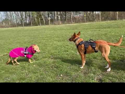 Youtube Vorschau - Video ID 1BO0Os6pg8Q