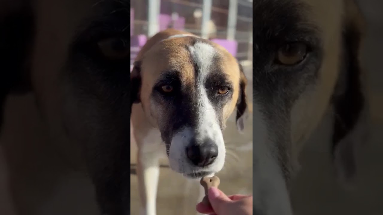 Youtube Vorschau - Video ID 1PSkPzR_m_Q