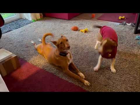 Youtube Vorschau - Video ID 1iPZw88Yj5w