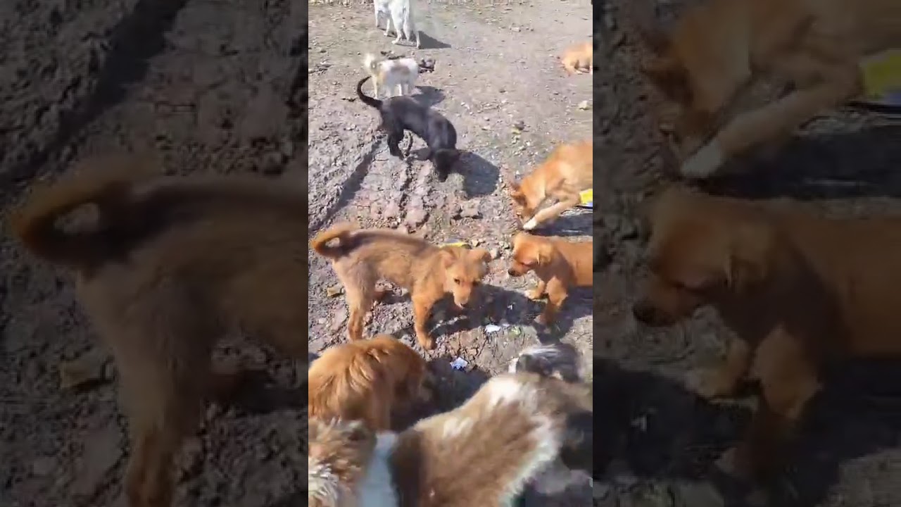 Youtube Vorschau - Video ID 1u8BYEJuePg