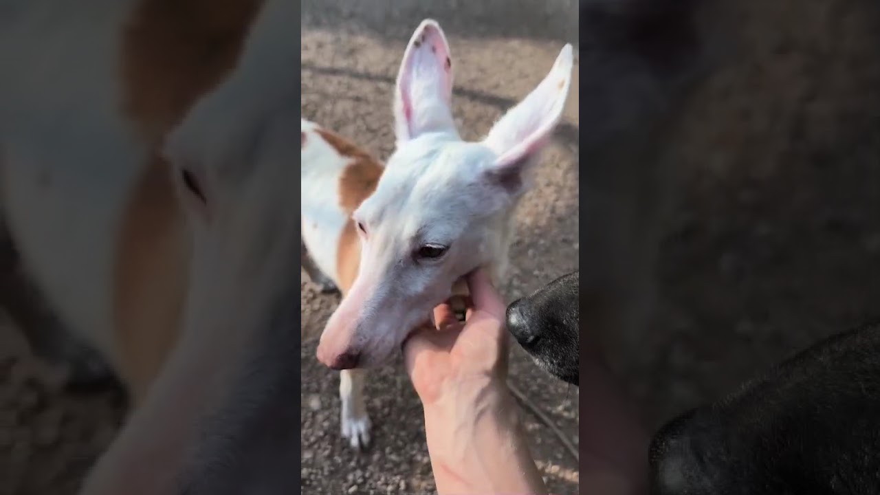 Youtube Vorschau - Video ID 20u1UkDxN1Q