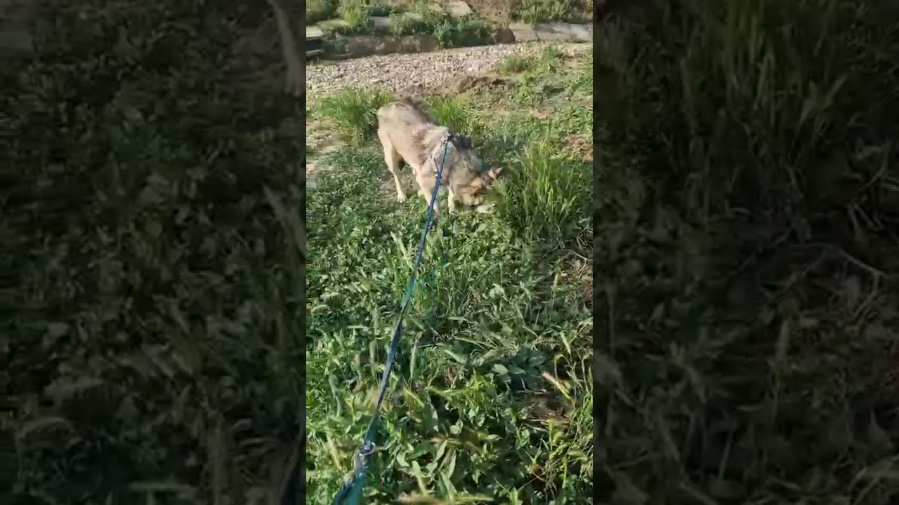 Youtube Vorschau - Video ID 2MW7xy7VgC0