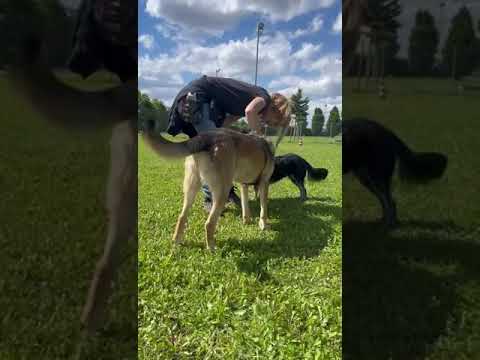 Youtube Vorschau - Video ID 2PG9smgXPLU