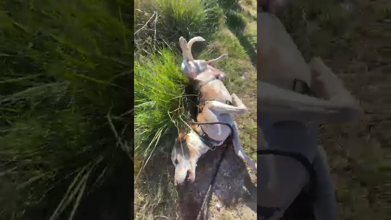 Youtube Vorschau - Video ID 2d2uQZ0TQi4