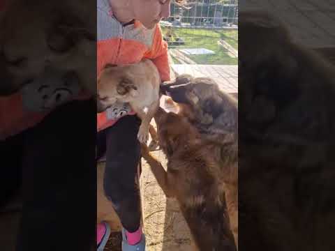 Youtube Vorschau - Video ID 2qYPORKql8k