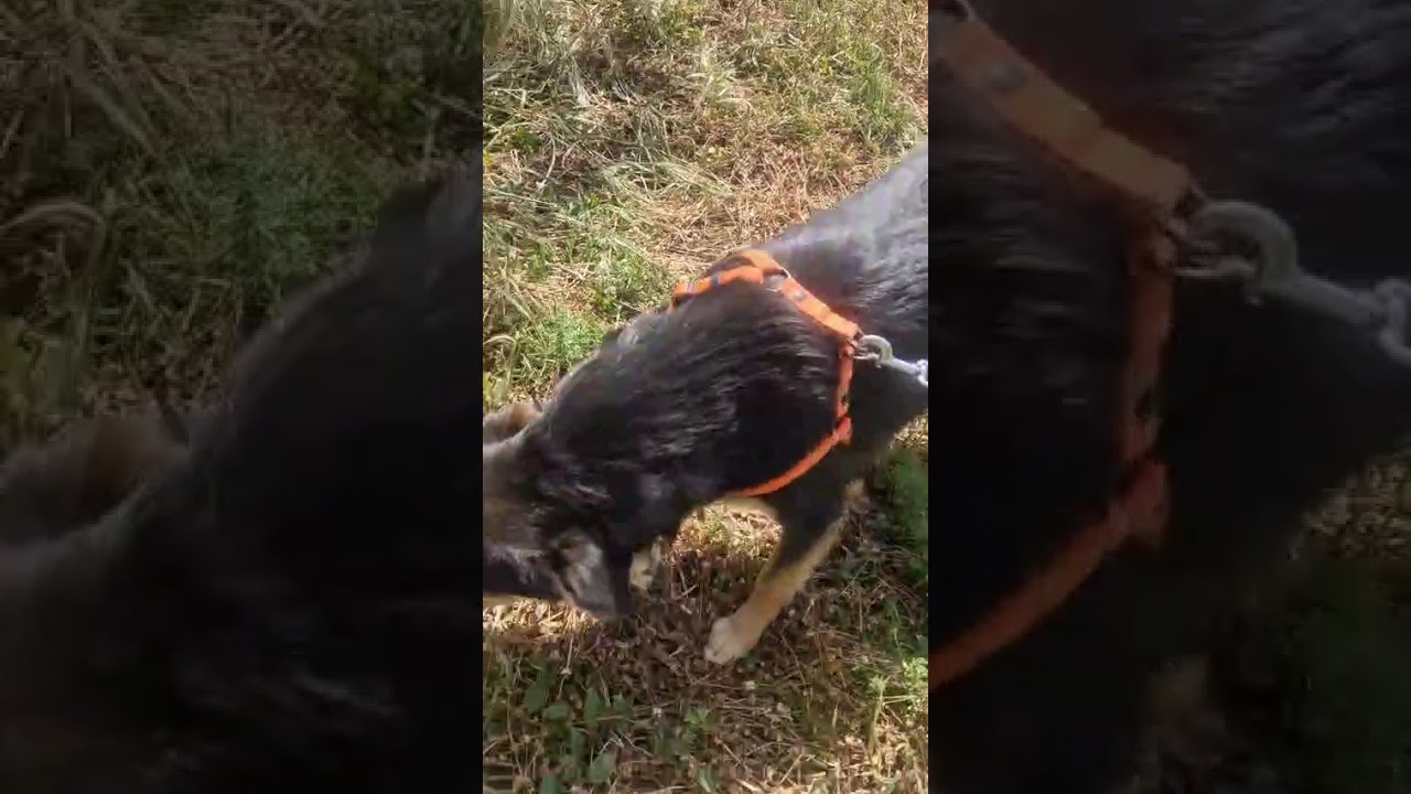 Youtube Vorschau - Video ID 395mjFw89wQ