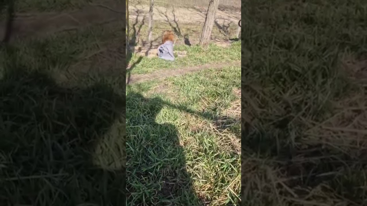 Youtube Vorschau - Video ID 3bQLo7wTvmI