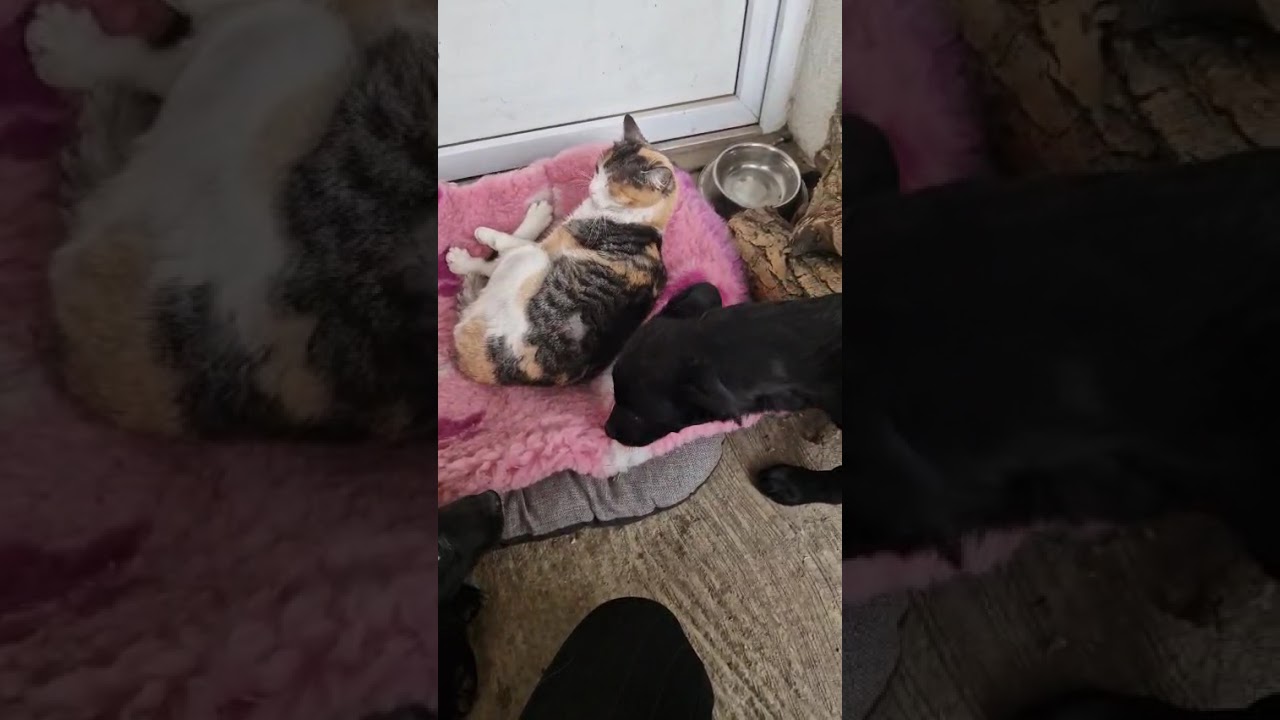 Youtube Vorschau - Video ID 3rqAj10bPMo