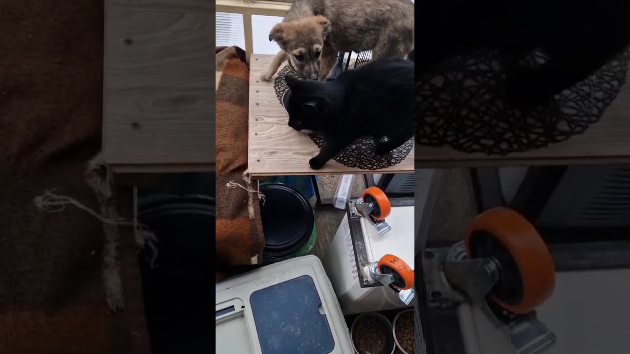 Youtube Vorschau - Video ID 4EO4N1x8nwI