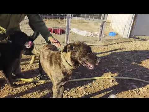 Youtube Vorschau - Video ID 4LKH9pGH6uQ