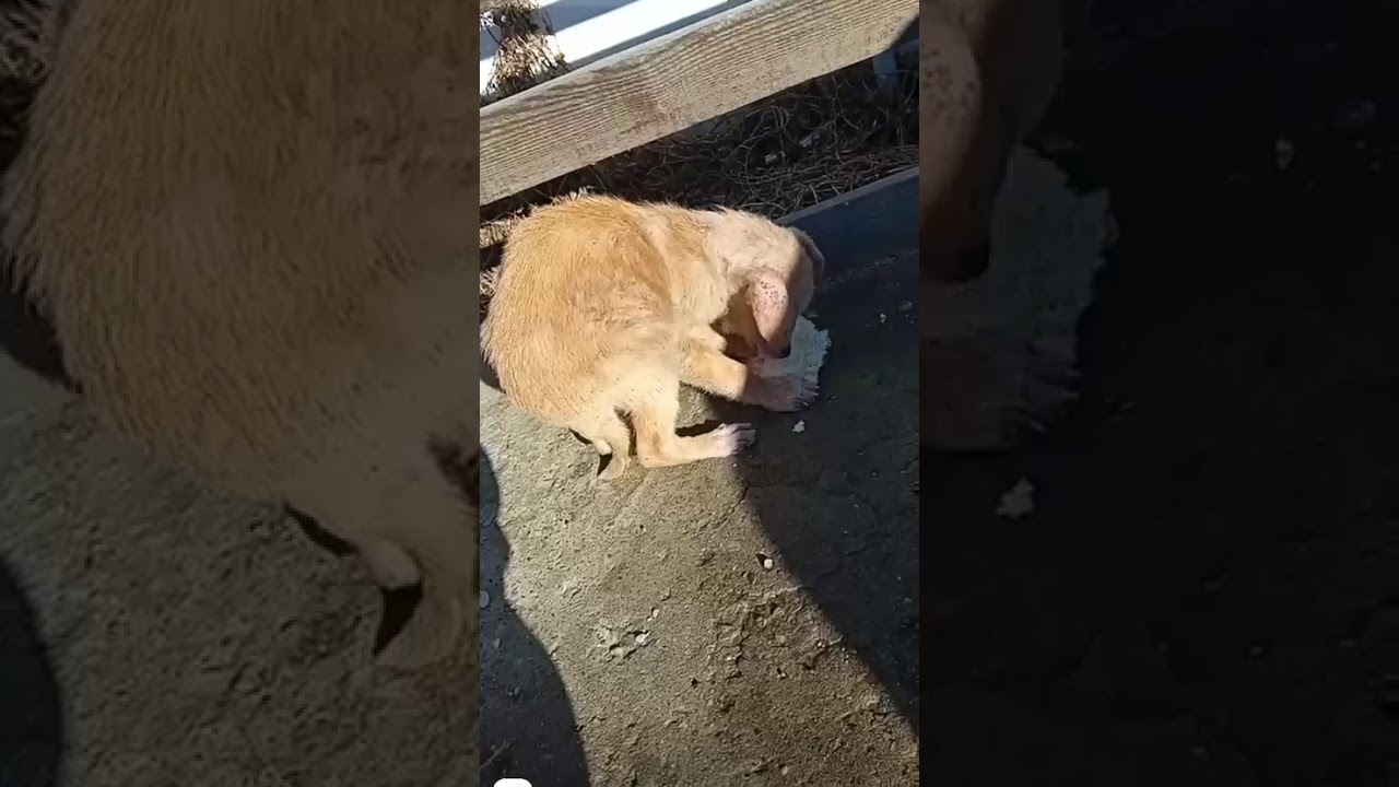 Youtube Vorschau - Video ID 4MinM7TKP_U