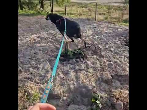 Youtube Vorschau - Video ID 4RZKapl_on0