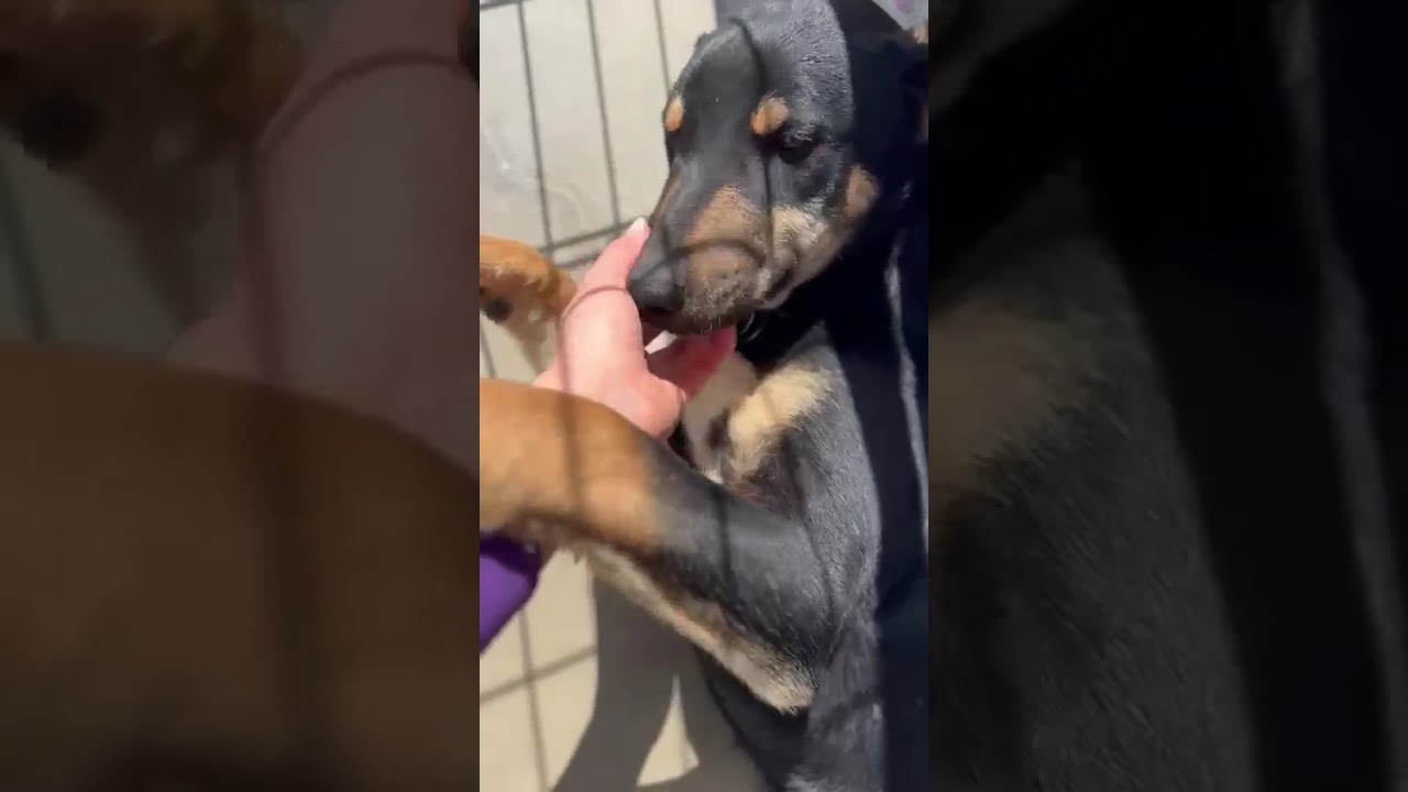 Youtube Vorschau - Video ID 4_jDQ_YgpJY