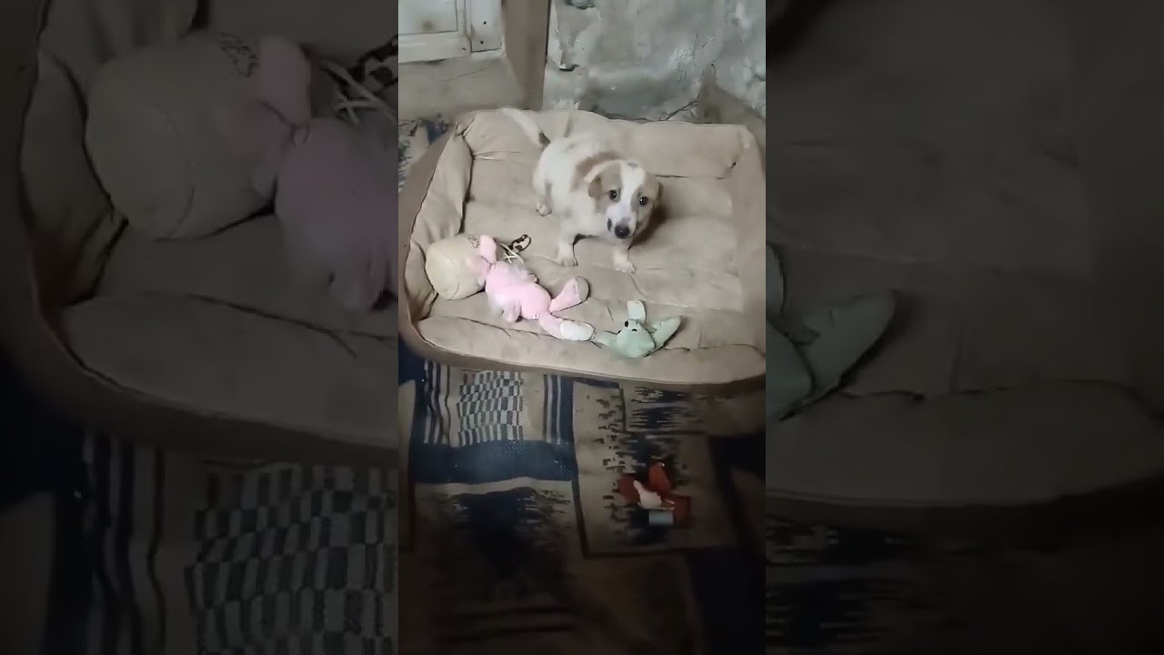 Youtube Vorschau - Video ID 4pFy01rcmVk