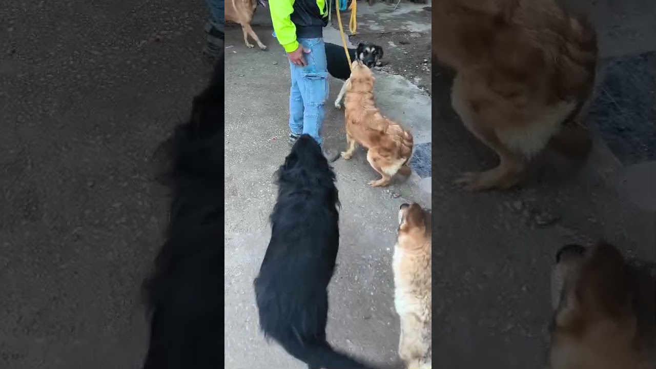 Youtube Vorschau - Video ID 52ahhNmAYW0