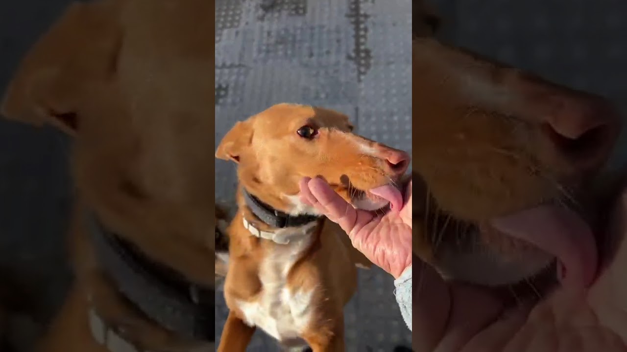 Youtube Vorschau - Video ID 5GIuERdNilI