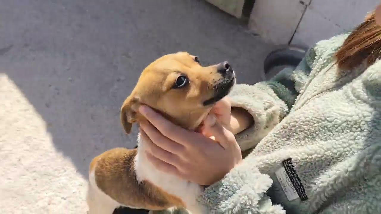 Youtube Vorschau - Video ID 5UpxKifkssI