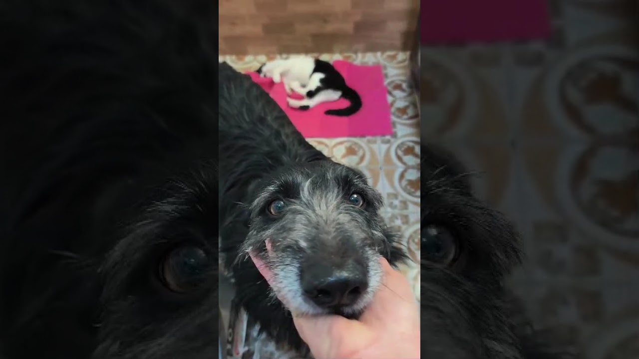 Youtube Vorschau - Video ID 5puBt-ObVE8