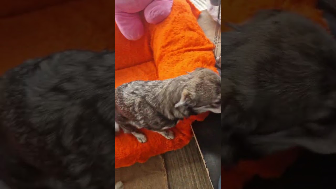 Youtube Vorschau - Video ID 62Zl0uXqYsk