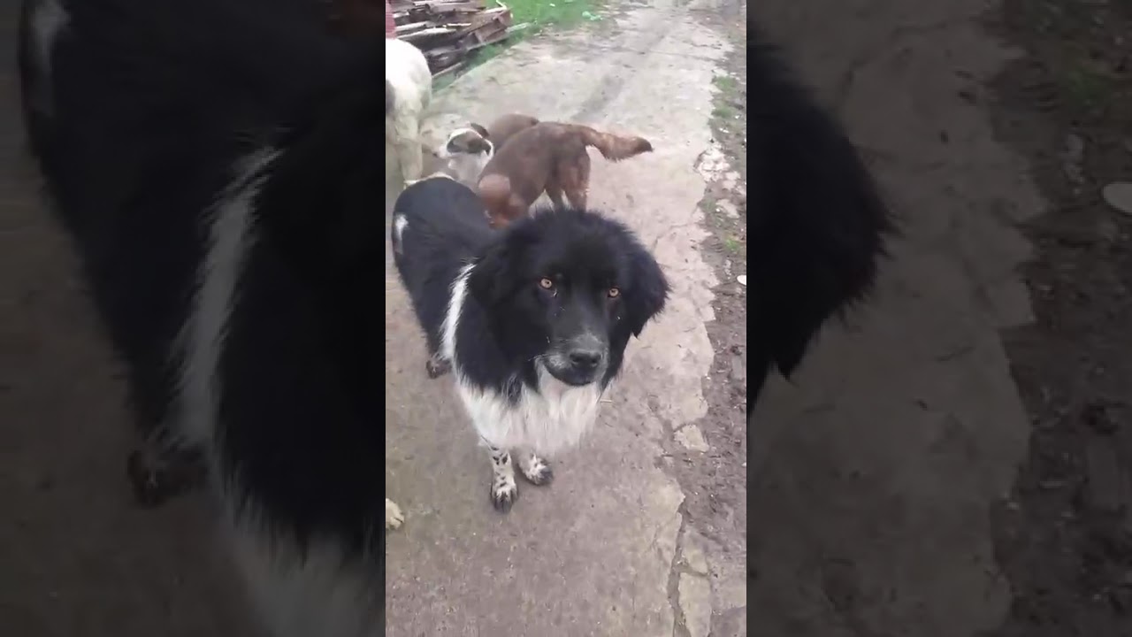 Youtube Vorschau - Video ID 636RiMm6GpU