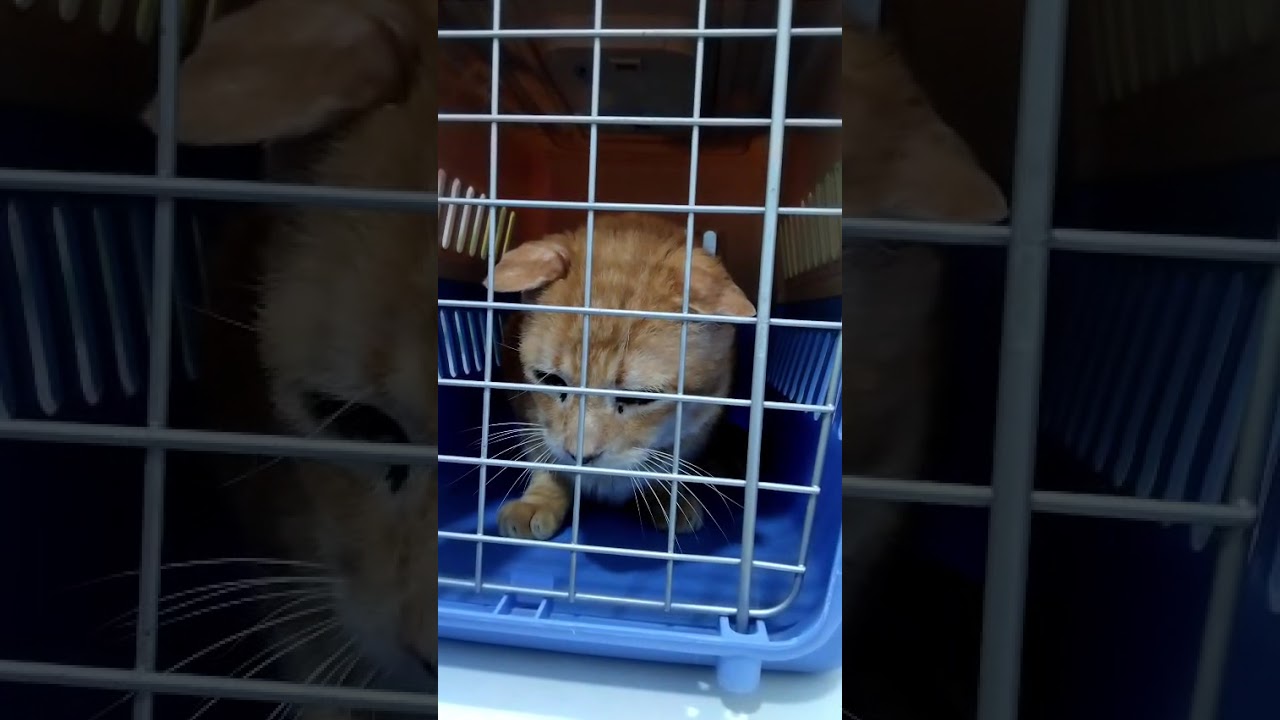 Youtube Vorschau - Video ID 6ZiIyJKmXDc