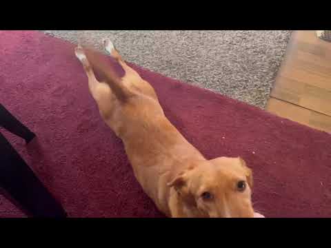 Youtube Vorschau - Video ID 6s5aZngditE