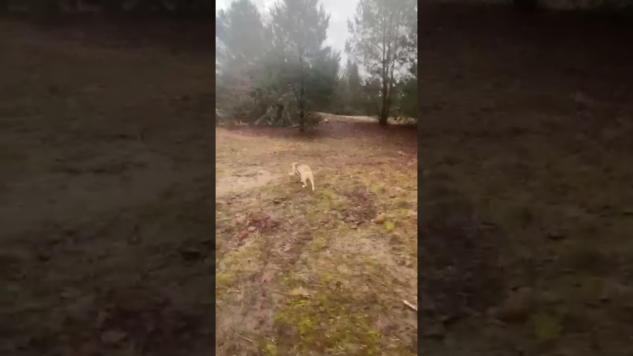 Youtube Vorschau - Video ID 71OAQxoj1rI