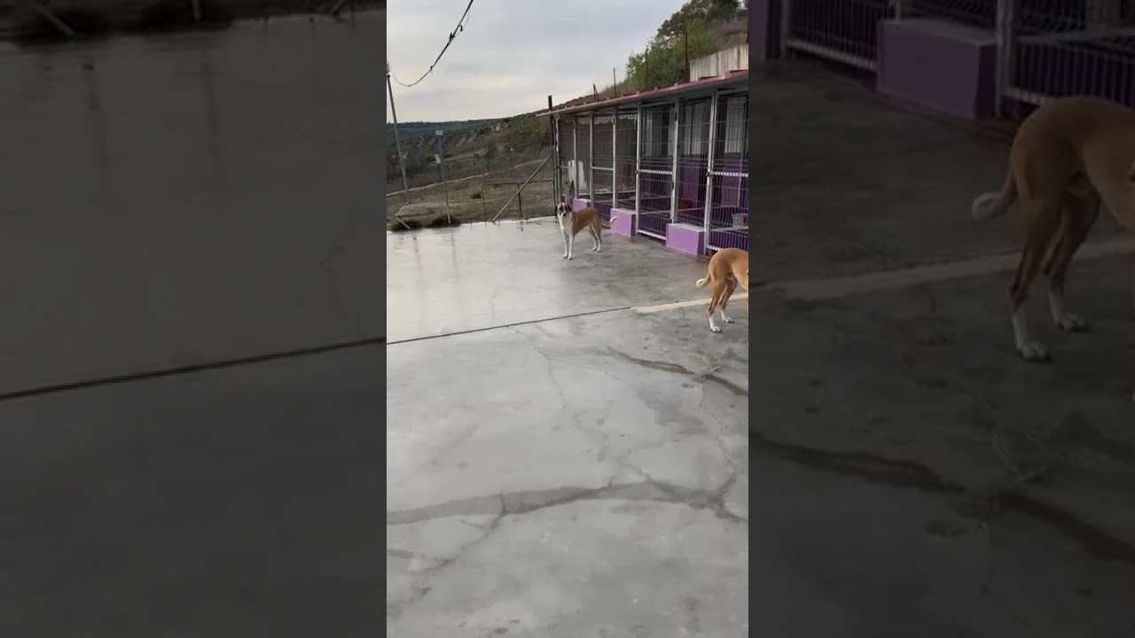 Youtube Vorschau - Video ID 7u-p7G_0uy4