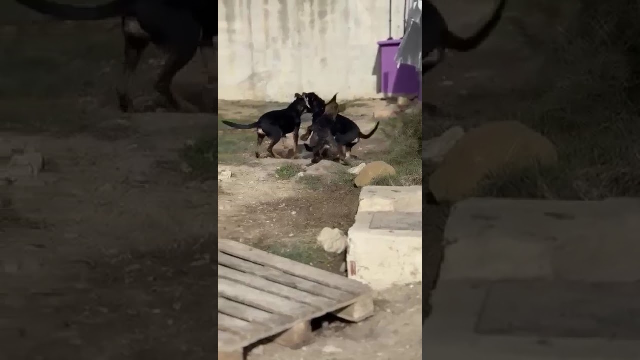 Youtube Vorschau - Video ID 8-LvydF9fsA