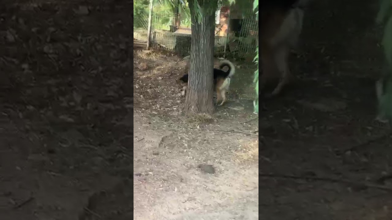 Youtube Vorschau - Video ID 83_DprPicCs