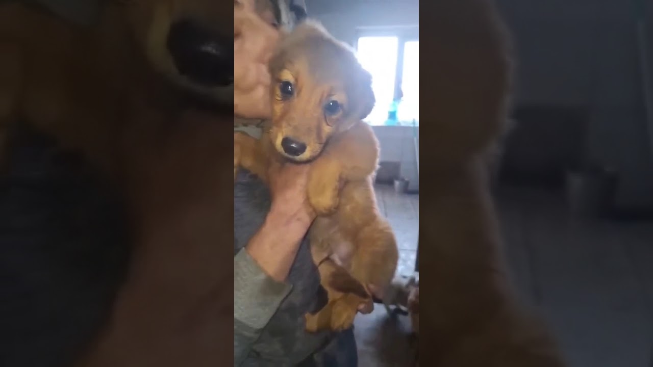 Youtube Vorschau - Video ID 8G4XCyIU0-w