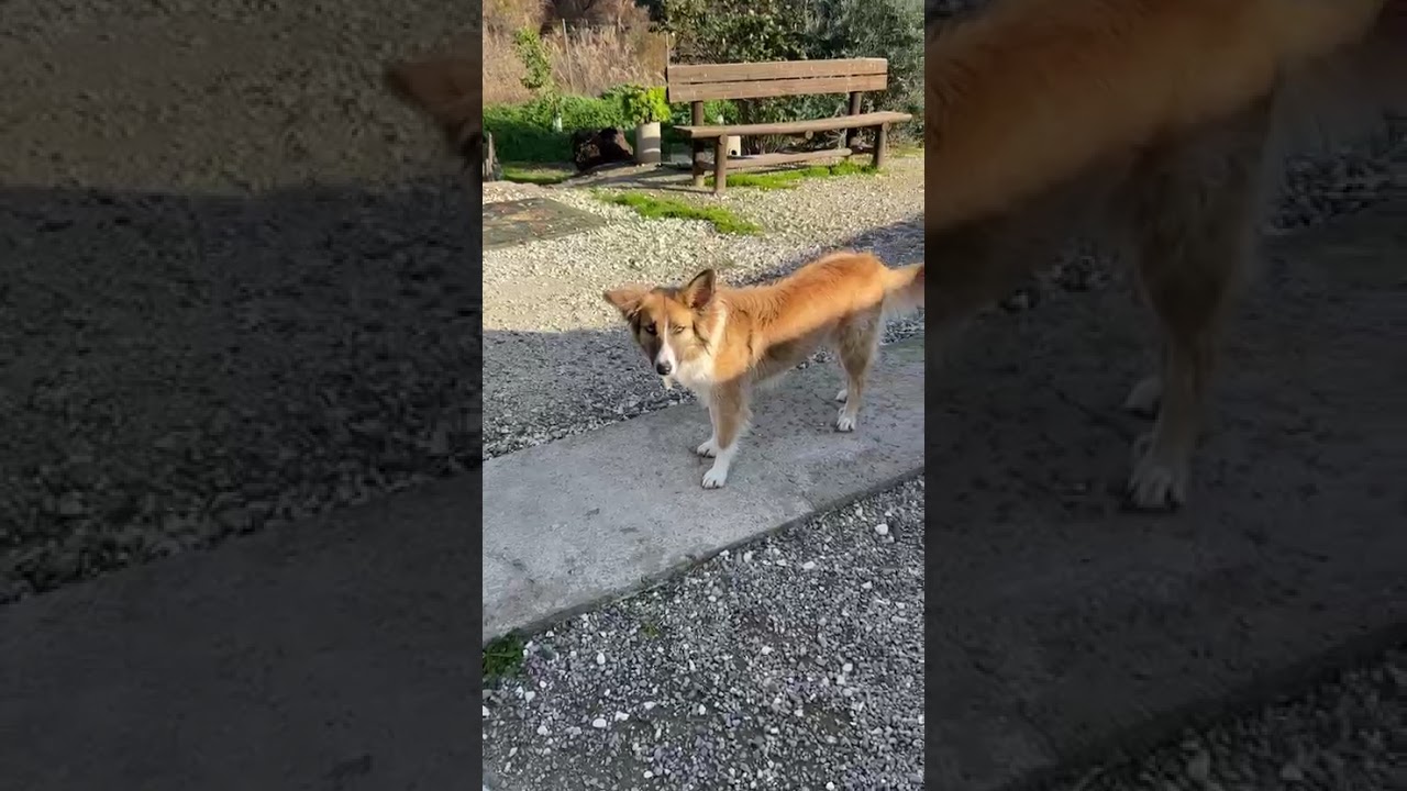 Youtube Vorschau - Video ID 8V81rQ-fBL8