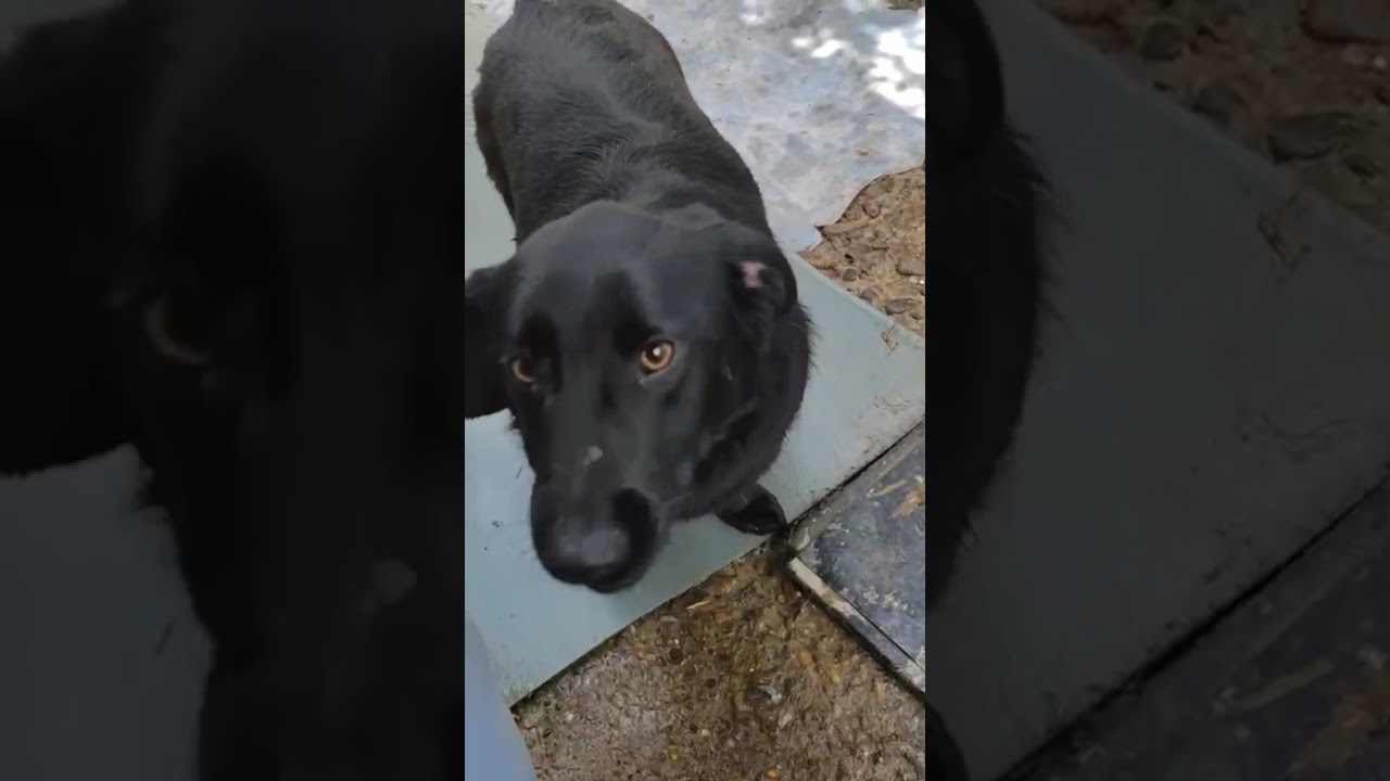 Youtube Vorschau - Video ID 8WMTZg8zhp4