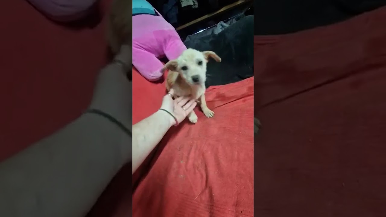 Youtube Vorschau - Video ID 8c6v_qCp7pY