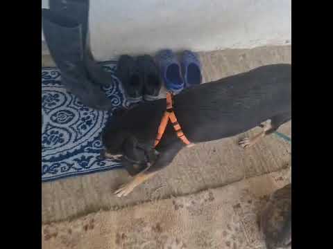 Youtube Vorschau - Video ID 8uv0FeK7DAE