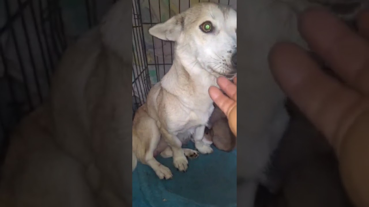 Youtube Vorschau - Video ID 90b8j417eFU