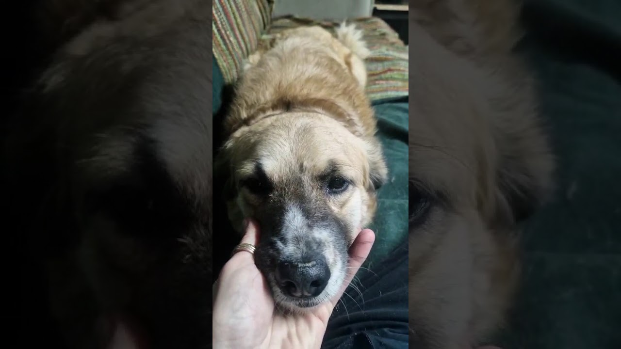 Youtube Vorschau - Video ID 919bokV9L84