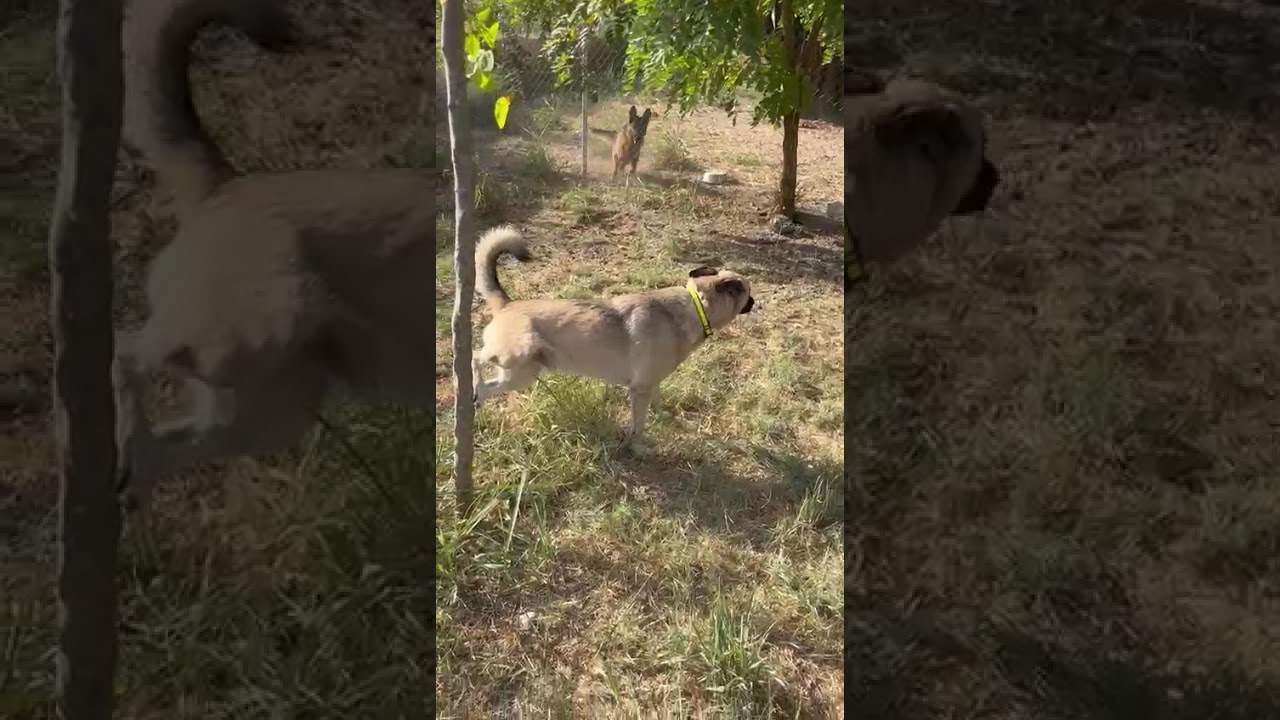 Youtube Vorschau - Video ID 9AGG8oVqzCQ