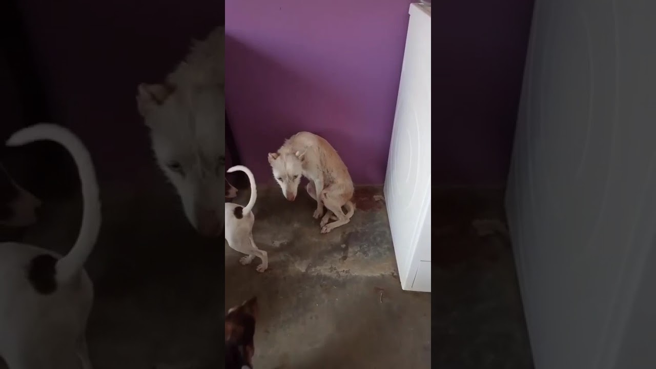 Youtube Vorschau - Video ID 9ZNsZjVuTPU