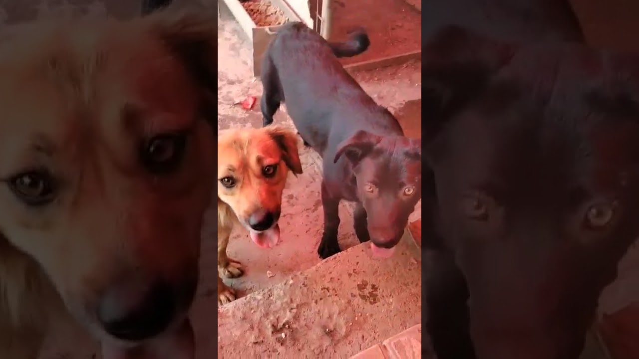 Youtube Vorschau - Video ID 9_S7IxvZZyU