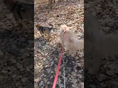 Youtube Vorschau - Video ID 9f1wIJ0gvbk